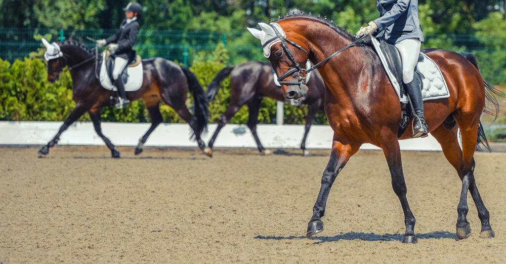 Equitazione