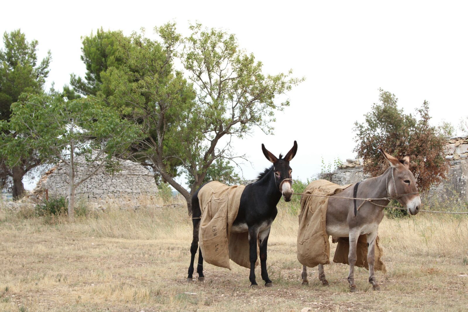 Parco nazionale alta murgia